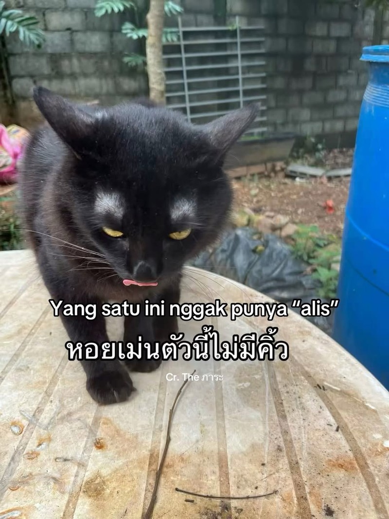 Ada satu orang di Thailand yang kehilangan kucing. Setelah dia cari, akhirnya ketemu. Akan tetapi, ada yang aneh dari kucing yang dia temukan.