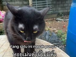 Orang Ini Kucingnya Hilang, Pas Ketemu Ada Banyak Kejanggalan