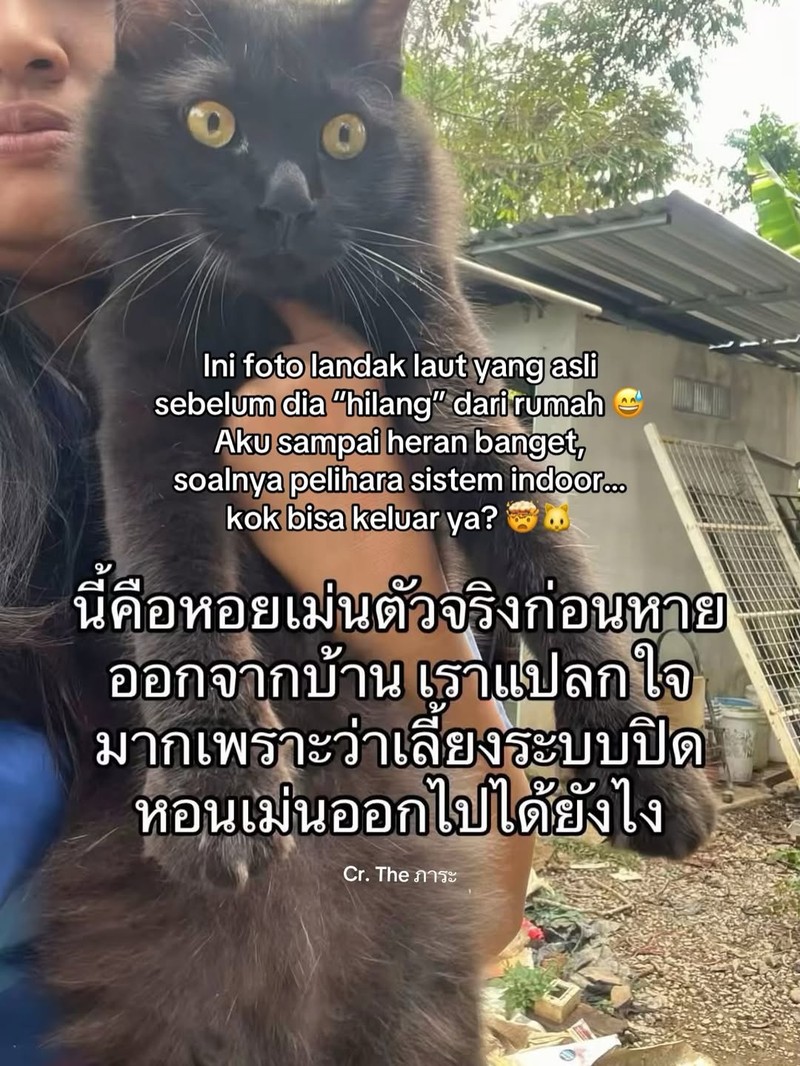 Ada satu orang di Thailand yang kehilangan kucing. Setelah dia cari, akhirnya ketemu. Akan tetapi, ada yang aneh dari kucing yang dia temukan.