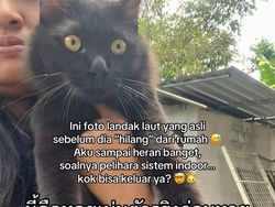 Orang Ini Kucingnya Hilang, Pas Ketemu Ada Banyak Kejanggalan