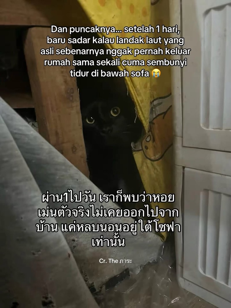 Ada satu orang di Thailand yang kehilangan kucing. Setelah dia cari, akhirnya ketemu. Akan tetapi, ada yang aneh dari kucing yang dia temukan.