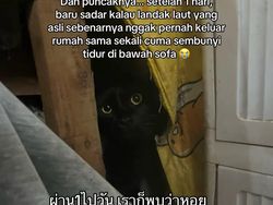 Orang Ini Kucingnya Hilang, Pas Ketemu Ada Banyak Kejanggalan