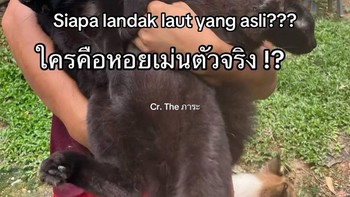 Sekarang tebak, yang mana Landak Laut yang asli? Foto: The ภาระ/Instagram @cicibangkokk