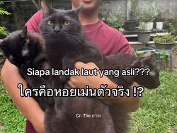Orang Ini Kucingnya Hilang, Pas Ketemu Ada Banyak Kejanggalan