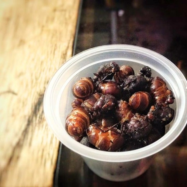 8 Makanan Tak Biasa di Dunia, Ada Semut hingga Buaya Goreng Tepung