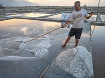 Panen Garam Kembali Bergeliat di Palu