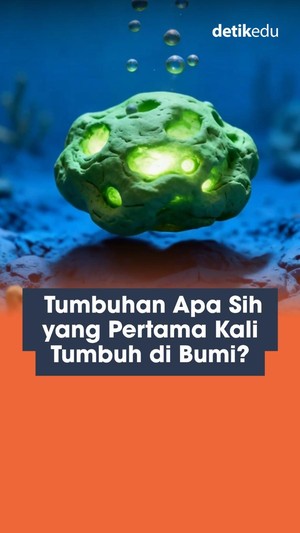 Video: Tumbuhan Apa yang Pertama Kali Tumbuh di Bumi?