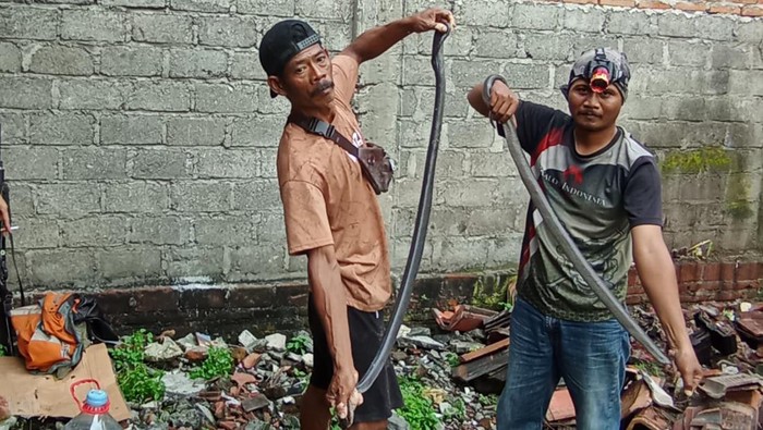 Dua ekor kobra Jawa dievakuasi dari Desa Plosowangi, Kecamatan Cawas, Klaten.