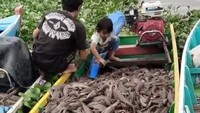 Dibasmi di Jakarta, Ikan Sapu-sapu Malah Jadi Konsumsi Warga Sidrap