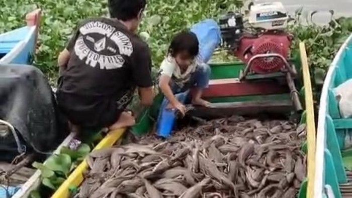 Warga menangkap ikan sapu-sapu di Danau Sidenreng, Kecamatan Watang Sidenreng, Kabupaten Sidrap..