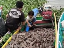 Dibasmi di Jakarta, Ikan Sapu-sapu Malah Jadi Konsumsi Warga Sidrap