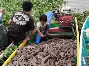 Konsumsi Siomay Ikan Sapu-Sapu, Ini Risiko bagi Tubuh