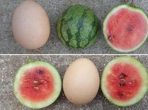 Gemas! Semangka Mini Ini Besarnya Hanya Seukuran Telur Ayam