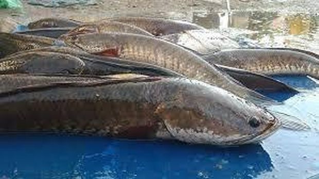 Ikan haruan. (laman Dinas Perikanan Kutai Barat)