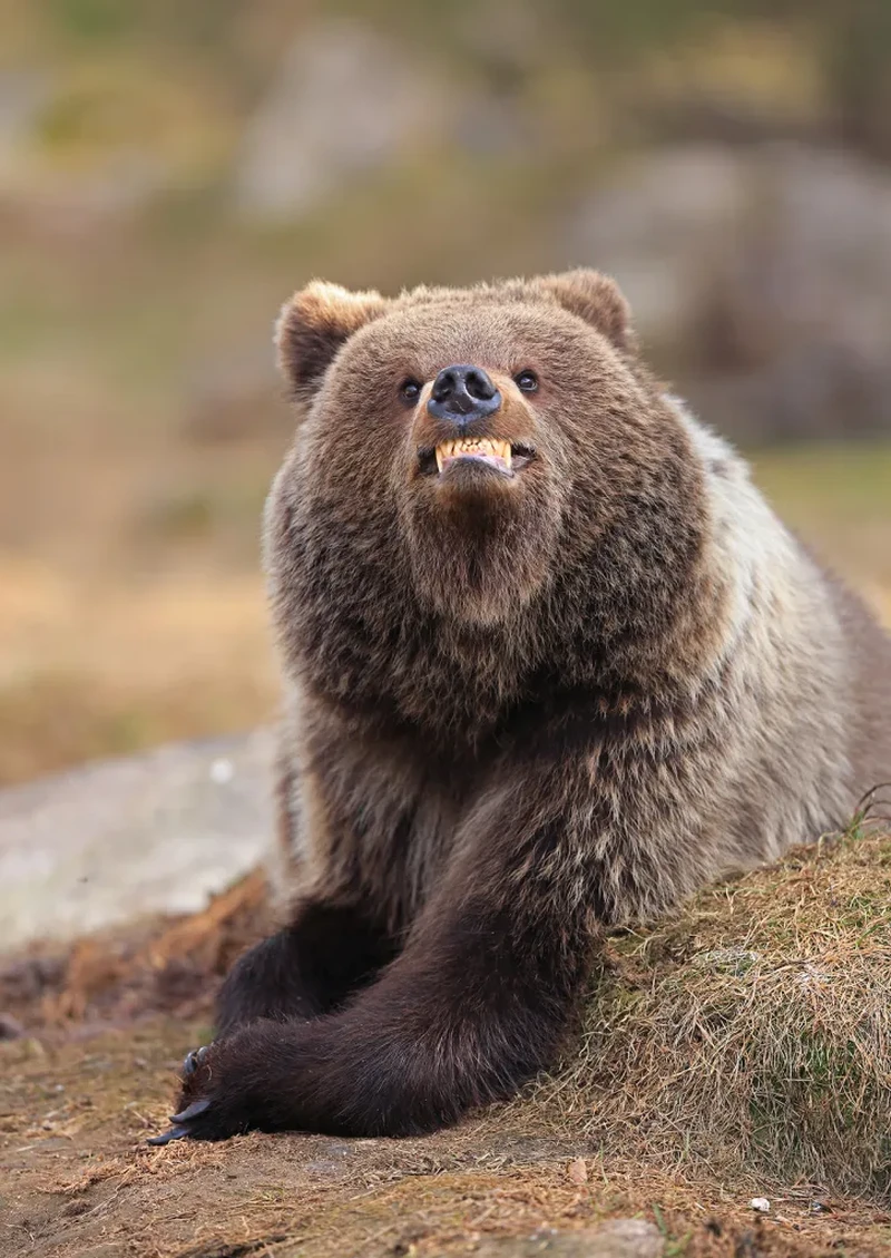 Nikon Comedy Wildlife Awards 2026