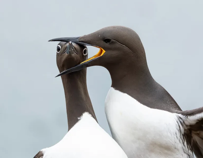 Nikon Comedy Wildlife Awards 2026