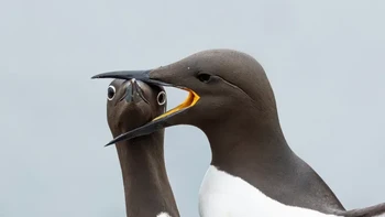 “Cengkeraman!”. Sang fotografer, Warren Price, Dua burung Guillemot Berkerah di tengah kelemahan rumah tangga. Pulau Hornøya selalu menjadi campuran kekacauan dan gangguan yang hiruk pikuk, burung-burung laut yang bertengkar memperebutkan ruang dan tempat bersarang. Terkadang Anda hanya ingin menggigit kepala tetangga Anda—secara harfiah! Foto: Nikon Comedy Wildlife Awards