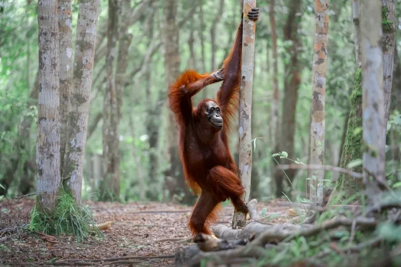Nikon Comedy Wildlife Awards 2026