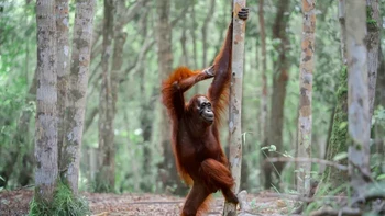 Sesi pengambilan gambar hutan kami berubah menjadi seperti Titanic dengan sangat cepat. Orangutan betina yang luar biasa ini menemukan panggungnya, menangkap cahaya yang sempurna, dan ilusi seolah-olah dia telah menunggu momen ini sepanjang hidupnya, kata Michael Stavrakakis, sang fotografer. Foto: Nikon Comedy Wildlife Awards