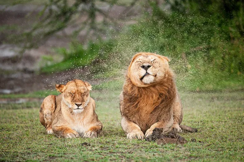 Nikon Comedy Wildlife Awards 2026