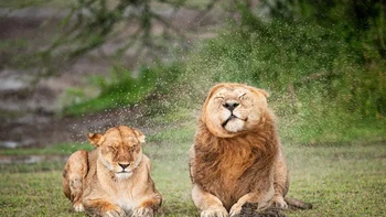 Saat hujan deras, pejantan mengibaskan surainya beberapa kali, mengganggu pasangannya, kata Massimo Felici, sang fotografer. Foto: Nikon Comedy Wildlife Awards