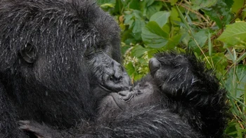 Induk gorila yang penyayang memberikan ciuman mesra kepada bayinya! kata Mark Meth-Cohn, sang fotografer. Foto: Nikon Comedy Wildlife Awards