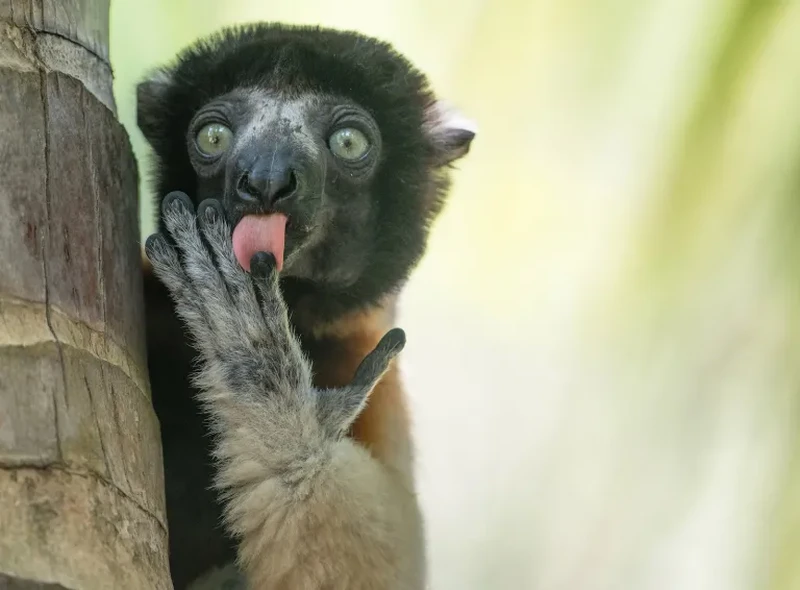 Nikon Comedy Wildlife Awards 2026
