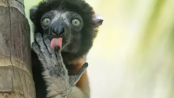 Setelah selesai makan, lemur (sifaka) mulai menjilati lehernya, dan iklan untuk camilan jagung dan keju terkenal—Fonzies—langsung terlintas di benak, ujar Liliana Luca, sang fotografer. Foto: Nikon Comedy Wildlife Awards