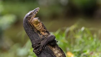 Dua biawak air Asia terjadi pertengkaran tepat di pinggir jalan utama di taman Bishan-Ang Mo Kio, Singapura. Pertarungan kekuatan dan kemauan tak pernah terlihat begitu mesra! kata Jessica Emmett, sang fotografer Foto: Nikon Comedy Wildlife Awards