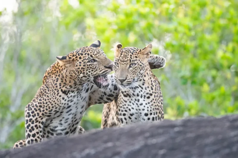Nikon Comedy Wildlife Awards 2026