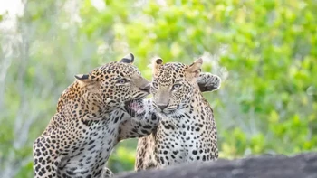 Ini adalah dua saudara kandung, yang lebih kecil adalah macan terlihat betina. Mereka sedang bermain bersama dan saat itu macan tutul jantan meletakkan tangannya di bahu betina dan tampak seperti sedang menjelekkan macan tutul lainnya, ujar Hikkaduwa Liyanage Prasantha Vinod, sang fotografer. Foto: Nikon Comedy Wildlife Awards