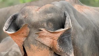 Seekor gajah Sri Lanka bermain ciluk ba, ujar Henry Szwinto, sang fotografer Foto: Nikon Comedy Wildlife Awards