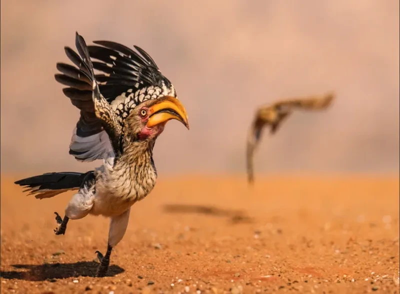 Nikon Comedy Wildlife Awards 2026