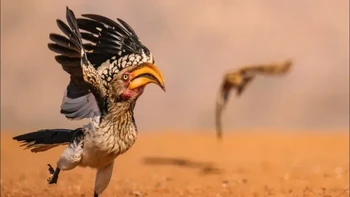 Burung enggang ini terkejut oleh elang cokelat yang mendekat dan memutuskan untuk segera pergi. Kepergiannya yang kikuk terekam dalam serangkaian foto, tetapi menurut saya foto ini berhasil menangkap ketakutan burung enggang pada saat itu. Burung enggang itu berhasil lolos dengan selamat, meskipun saya ragu elang cokelat itu benar-benar tertarik untuk menyerang burung paruh baya enggang itu. kata Geoff Martin sang fotografer Foto: Nikon Comedy Wildlife Awards
