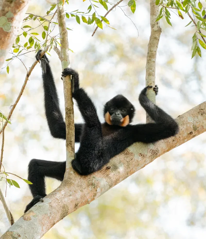 Nikon Comedy Wildlife Awards 2026