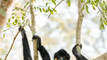 “Bersantai di pepohonan!” Diana Rebman, sang fotografer, mengatakan Gibbon pipi kuning ini sedang bersantai di pepohonan. Sepertinya dia sedang menunggu bir disajikan. Foto: Nikon Comedy Wildlife Awards
