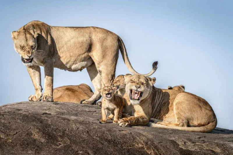 Nikon Comedy Wildlife Awards 2026