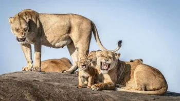 “Aku Tak Sabar Menjadi Raja” Sekelompok anak singa di Serengeti bertingkah seperti balita—terus mengejar induknya untuk menyusu dan bermain di tengah musim kemarau. Sang induk yang kepanasan tampak kesal, sementara anak-anaknya tak menyerah. Momen puncaknya? Seluruh kawanan seolah kompak berkata, “Jangan lagi!” Kredit: Bret Saalwaechter Foto: Nikon Comedy Wildlife Awards