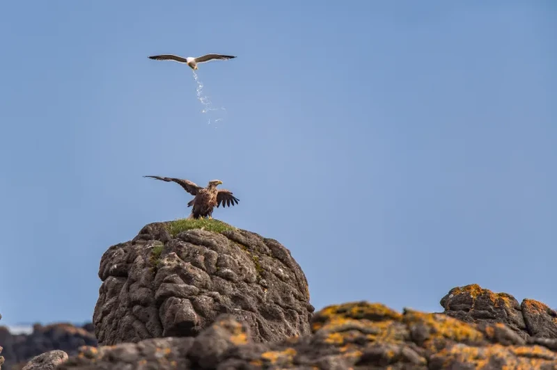 Nikon Comedy Wildlife Awards 2026