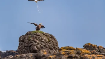 “Operasi Pertahanan Teritorial” Hari istirahat di Islandia setelah sesi penelitian lapangan selama 5 minggu di Greenland. Elang ekor putih diganggu oleh seekor goeland. Karya: Antoine Rezer Foto: Nikon Comedy Wildlife Awards