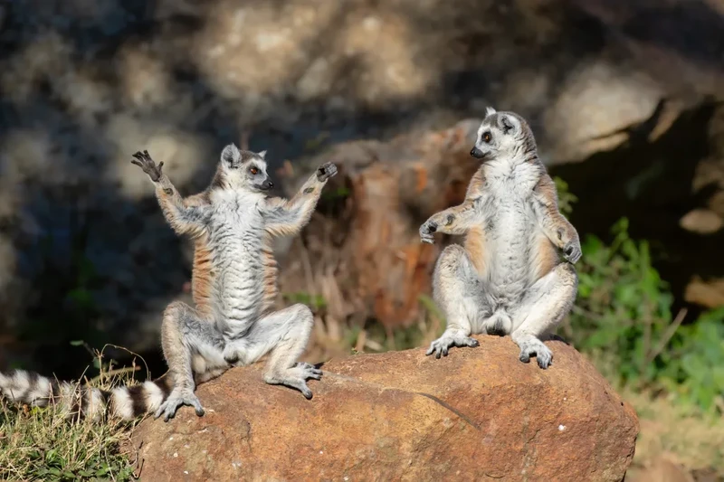 Nikon Comedy Wildlife Awards 2026