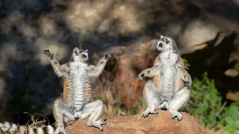 Instruktur Lemur menunjukkan antusiasme yang sempurna, menjangkau tinggi untuk merangkul alam semesta. Murid Lemur merenungkan apakah pencerahan sepadan dengan usaha sebesar ini sebelum sarapan. Kelenturan? Opsional. Bakat dramatis? Wajib kata Andrey Giljov sang fotografer Foto: Nikon Comedy Wildlife Awards