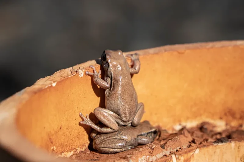 Nikon Comedy Wildlife Awards 2026