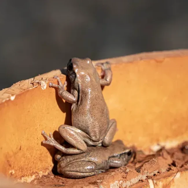 Auto Ngakak! 18 Finalis Foto Komedi Hewan 2026 Ini Kocak Parah