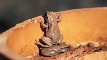 Jika aku bisa melihat lebih jauh, itu karena aku berdiri di atas bahu katak raksasa. Di dalam selubung lubang bor di lokasi pertambangan sekitar 2 jam perjalanan dari Leonora, hiduplah koloni katak. Karena terlalu pendek untuk melihat melewati selubung PVC, mereka memanfaatkan apa pun yang bisa mereka temukan, ujar Andrew Mortimer, sang fotografer Foto: Nikon Comedy Wildlife Awards