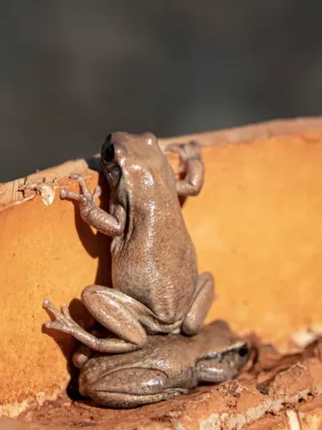 Auto Ngakak! 18 Finalis Foto Komedi Hewan 2026 Ini Kocak Parah