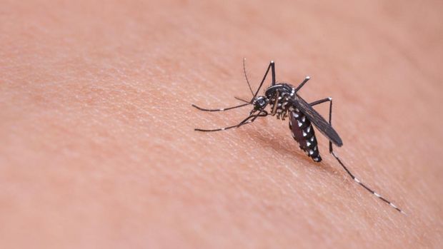 Nyamuk malaria. (Dok. Pixabay) Nyamuk malaria. (Dok. Pixabay)