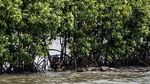 Pesona Mangrove Tapak Semarang, Lindungi Pesisir dan Dongkrak Wisata