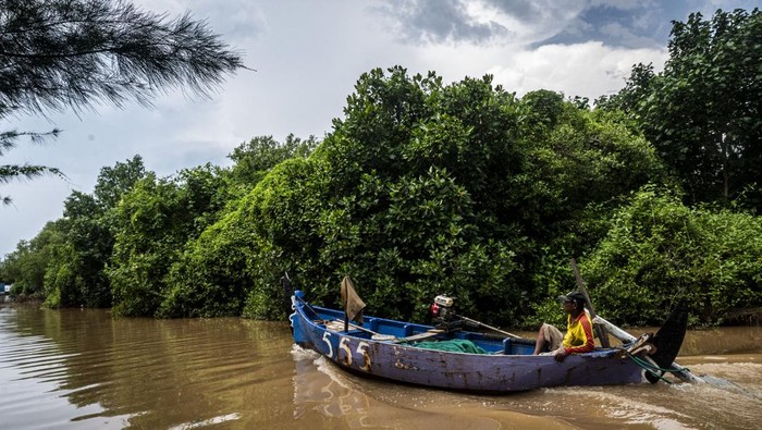 Nelayan menggunakan perahunya melintasi kawasan Mangrove Tapak, Tugu, Semarang, Jawa Tengah, Kamis (30/4/2026). Menurut data dari Dinas Kebudayaan dan Pariwisata Kota Semarang kawasan konservasi mangrove Tapak memiliki luas sekitar 400 hektar yang berfungsi sebagai sarana ekowisata sekaligus melindungi pesisir dari abrasi. ANTARA FOTO/Aprillio Akbar