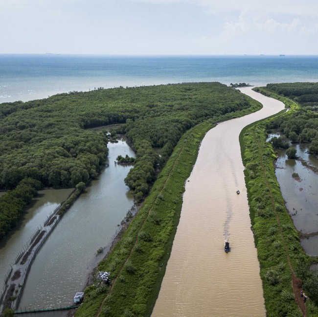Pesona Mangrove Tapak Semarang, Lindungi Pesisir dan Dongkrak Wisata